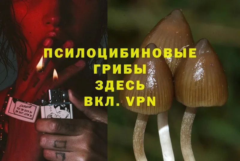 Галлюциногенные грибы MAGIC MUSHROOMS  наркотики  Каргат 